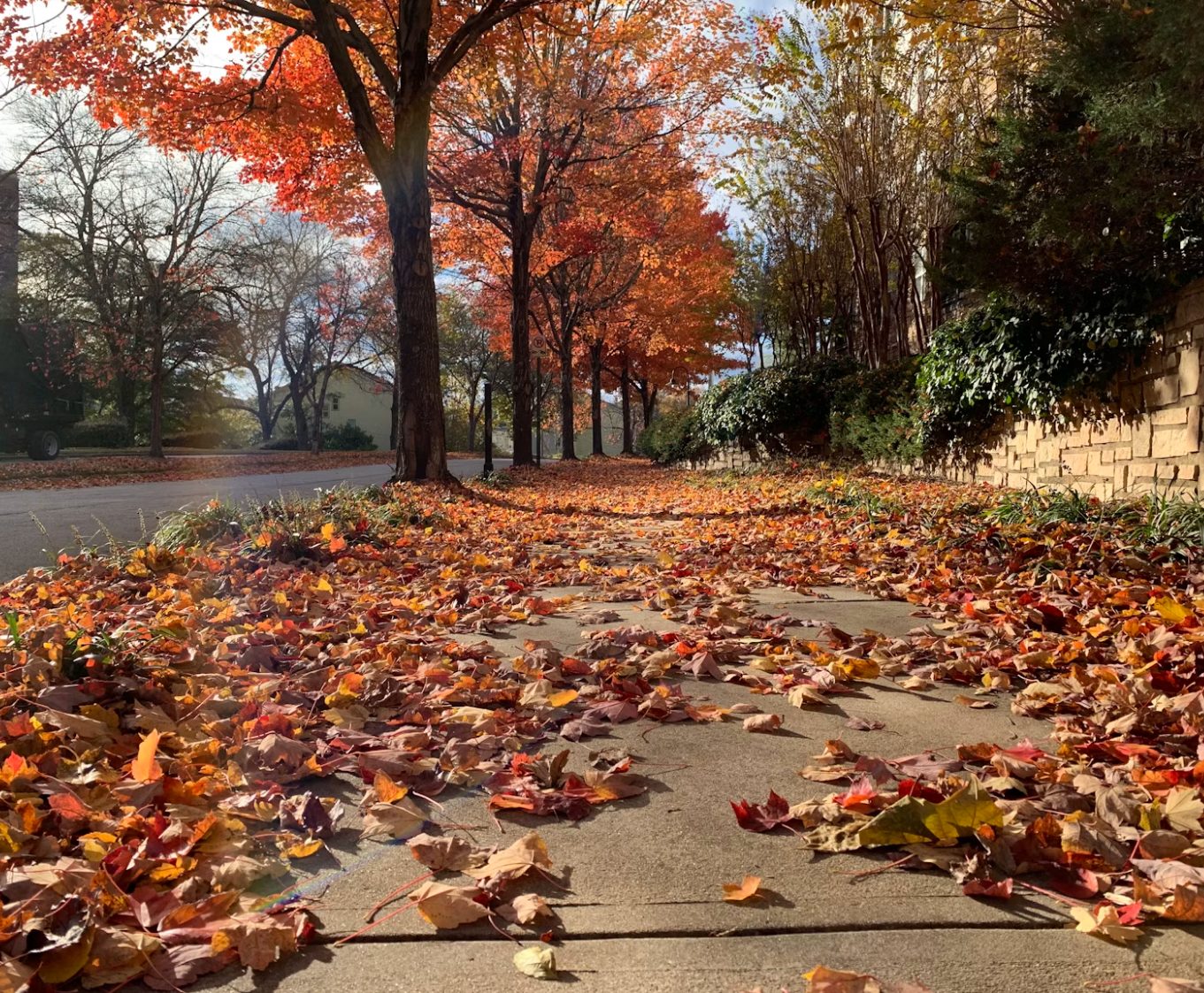 Fallen leaves on a tree-lined Montgomery, NY street