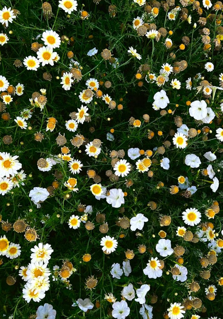 Rural wildflower field near Salisbury Mills, NY
