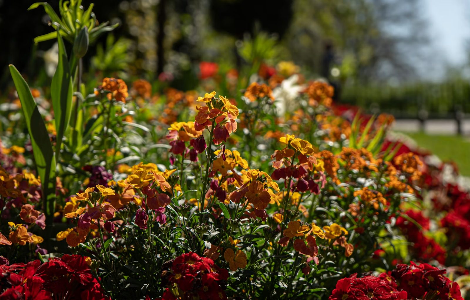 Colorful flower bed in Washingtonville, NY