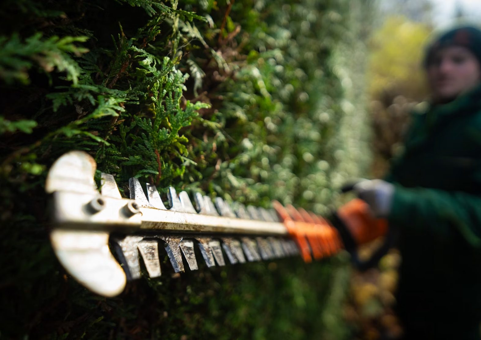 Hedge trimming near a stone wall in Cornwall, NY