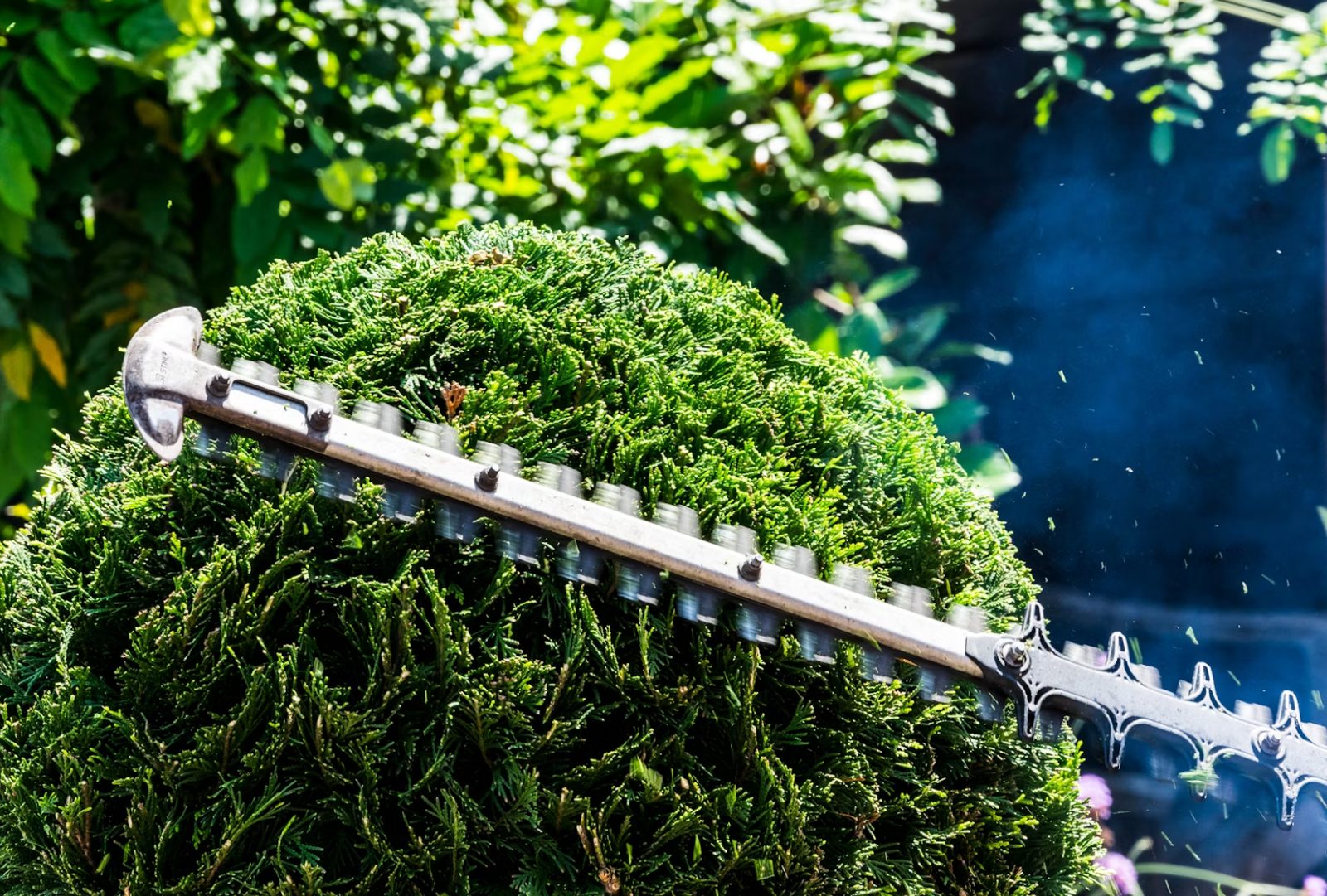 Hedge trimmer shaping a rounded evergreen shrub